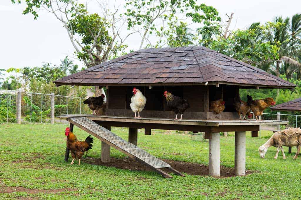 chicken coop in backyard